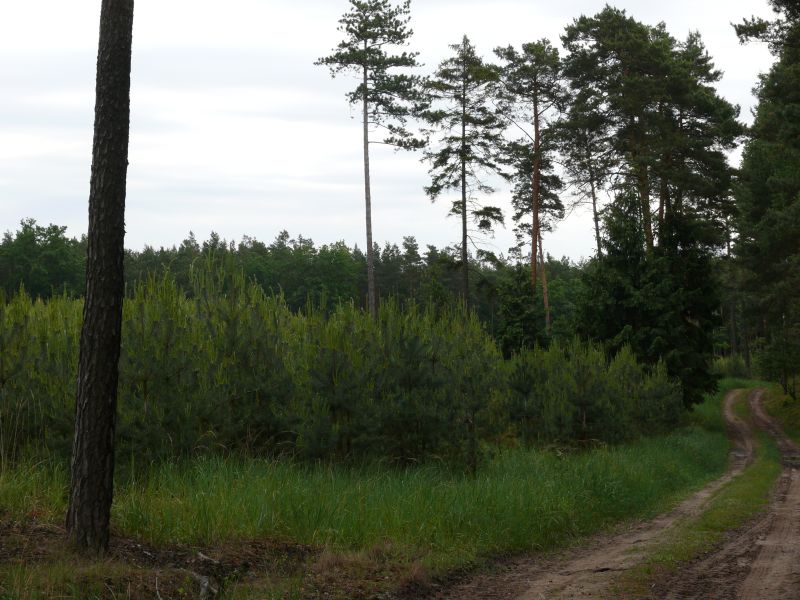 Nadleśnictwo Rzepin zakupi las i inne grunty przeznaczone do zalesienia