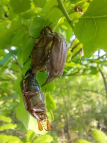 Informacja o planowanym zabiegu agrotechnicznym