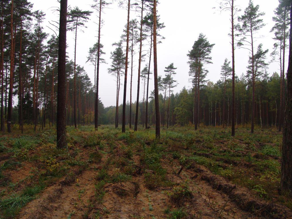 Młode pokolenie sosny